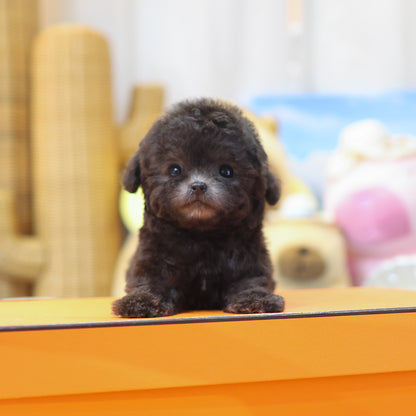Poodle - Coco (Female)  $5300