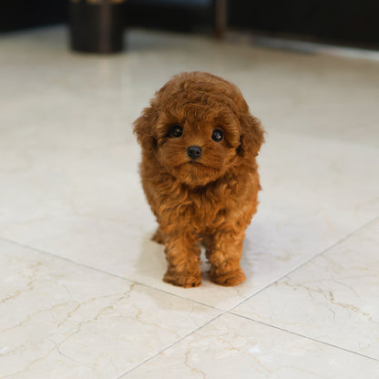 Poodle - Kkuram (Female)