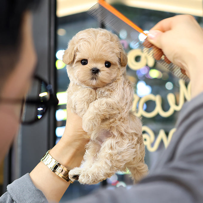 Maltipoo - Ubin (Male) $2200