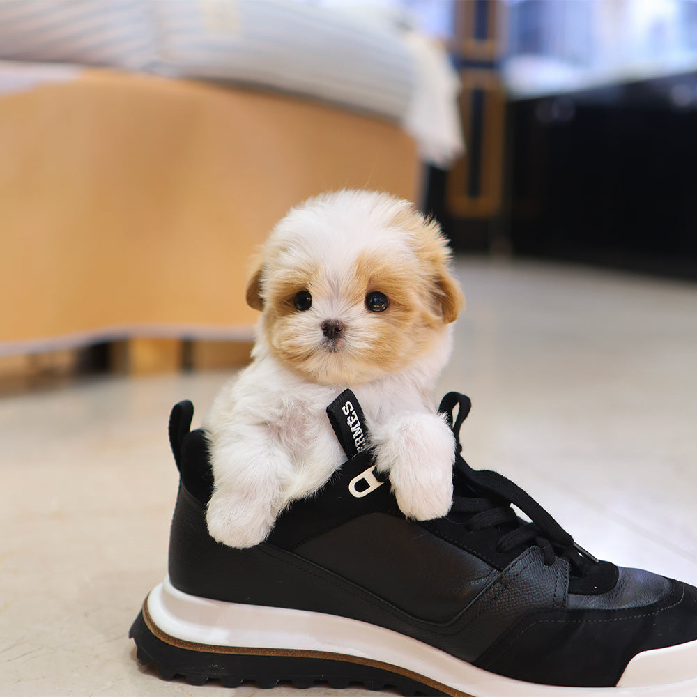 Maltipoo - Geti (Male) $4200
