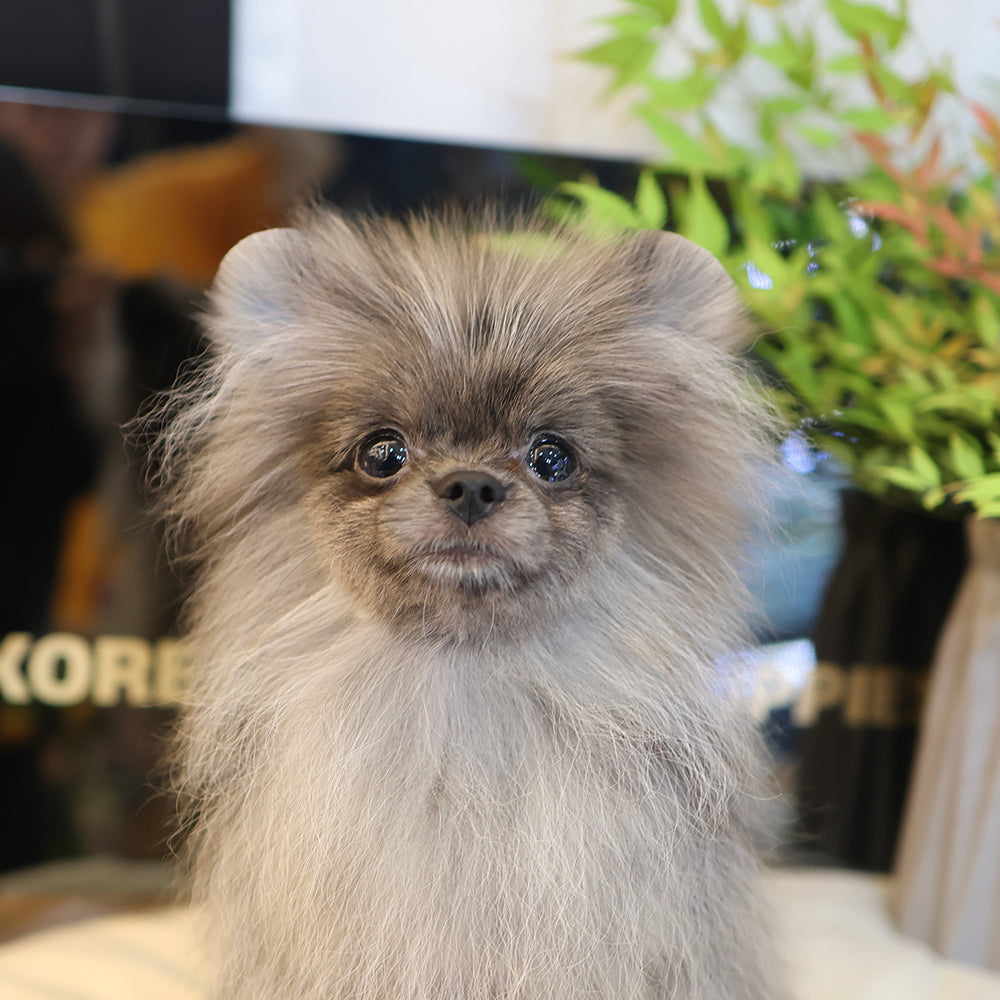 Pomeranian - Yulyi (Male) $2200