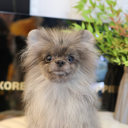 Pomeranian - Yulyi (Male) $2200