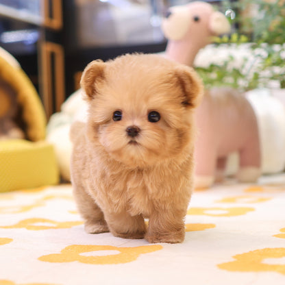 Maltipoo - Mimi (Female) $2300