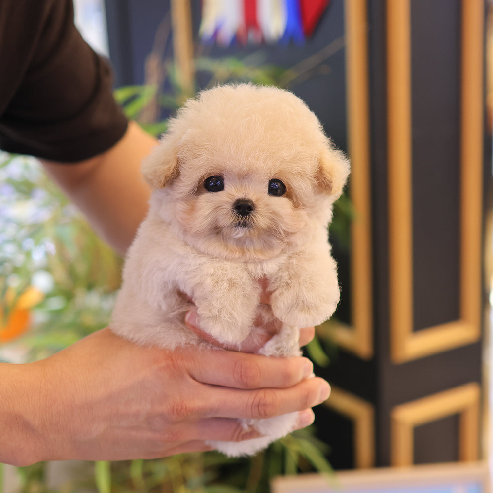Poodle - Ppia (Male) $4000
