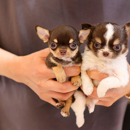 Chihuahua - Menche (Female)