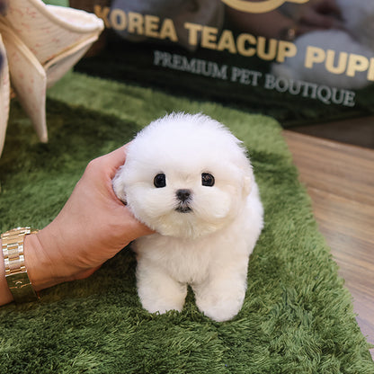 BichonFrise - Jjongjjong (Female)