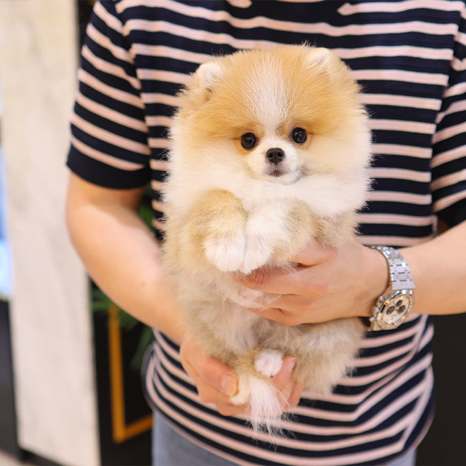 Pomeranian - Dani (Female)