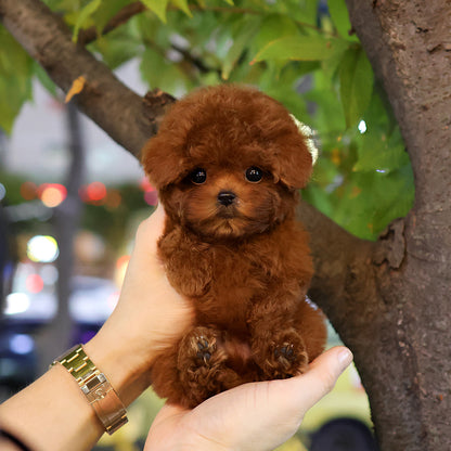 Poodle - Eilli (Male) $4000