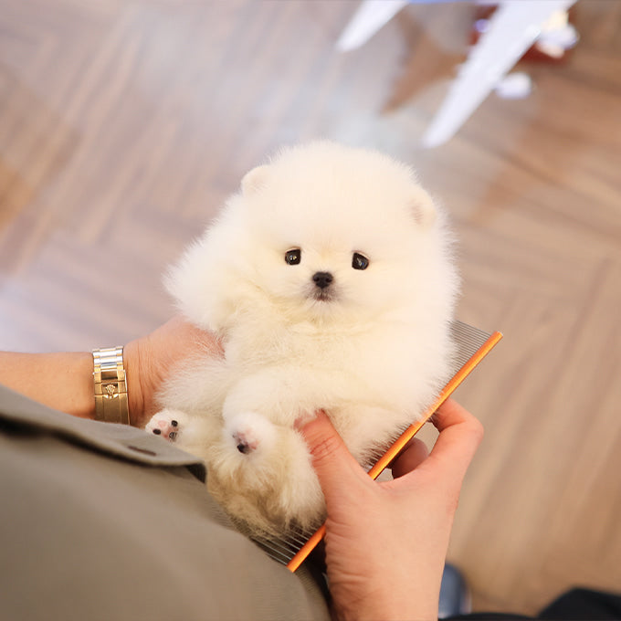 Pomeranian - Roro (Male)