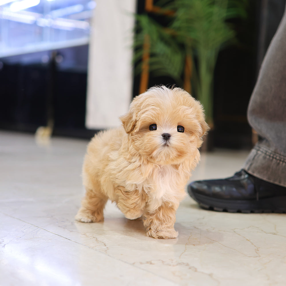 Maltipoo - Kkona (Male) $4000