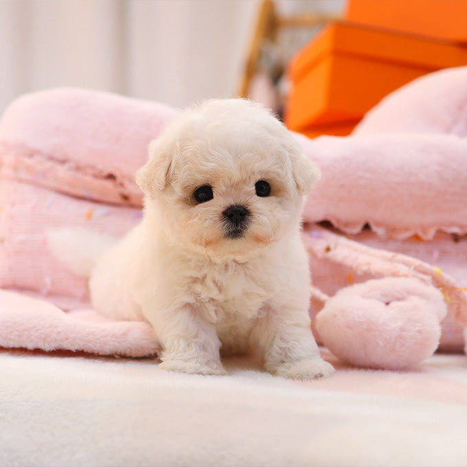 Bichonfrise - Nabi (Female)
