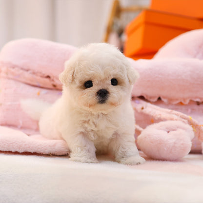 Bichonfrise - Nabi (Female)