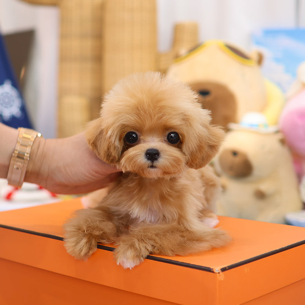 Poodle - Jena (Female) $2600