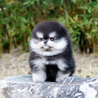 Pomeranian - Chai (Female) $4500