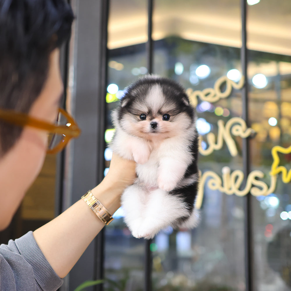 Pomeranian - Loki (Male) $3500