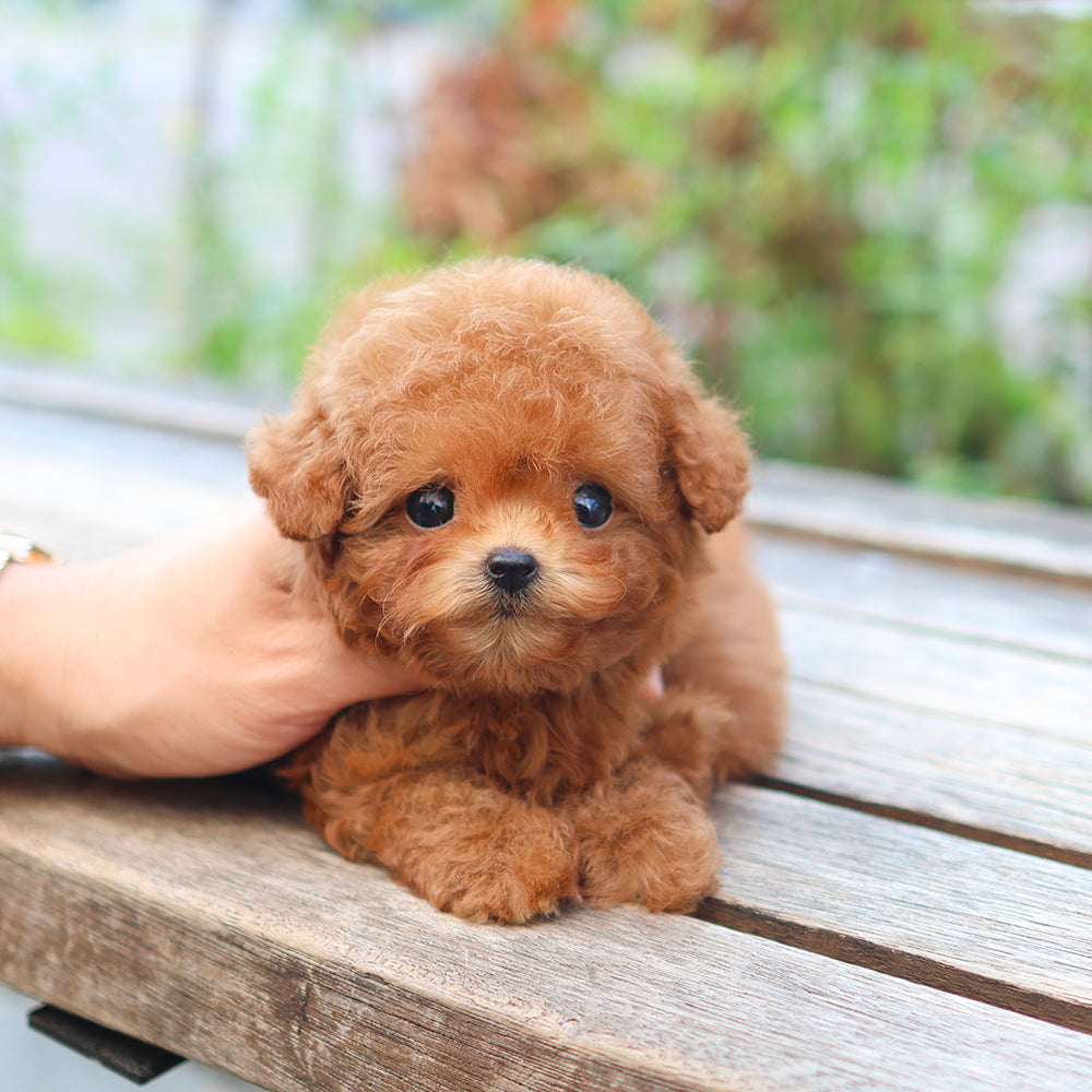 Poodle - Ppippi (Female) $3200