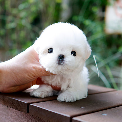 Maltese - Chein (Male)