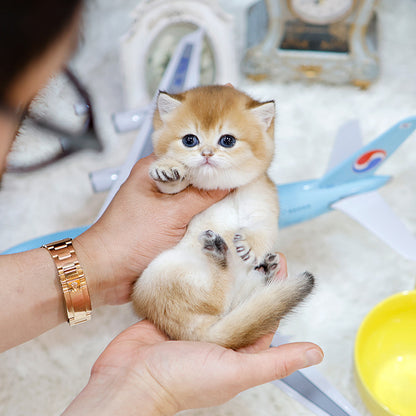 British Shorthair - Dongsun (Female)