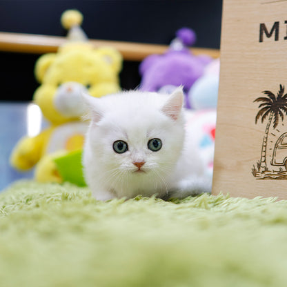 Munchkin - Dori (Male)