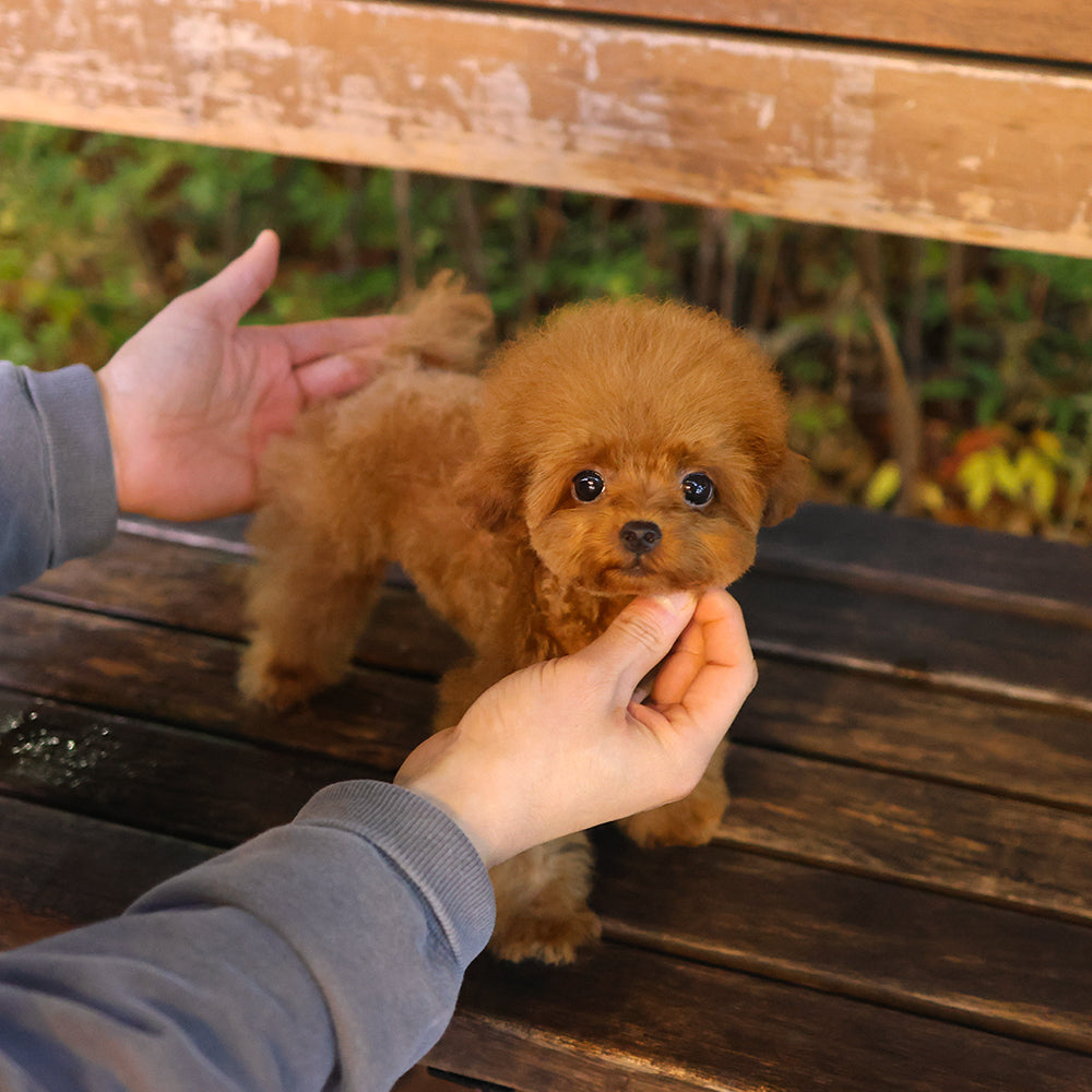 Poodle - Peanut (Female) $3600