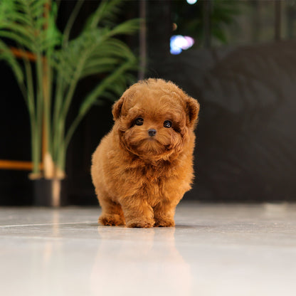 Poodle - Muji (Female) $6400