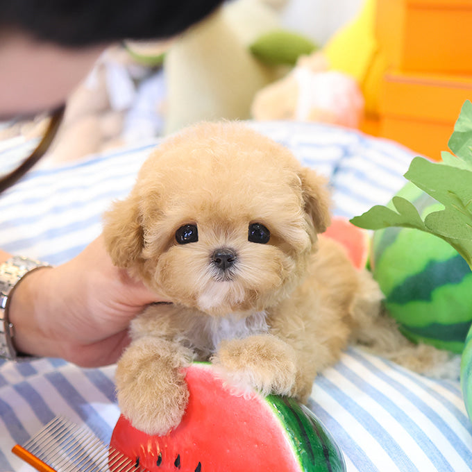 Poodle - Aengdoo (Female)
