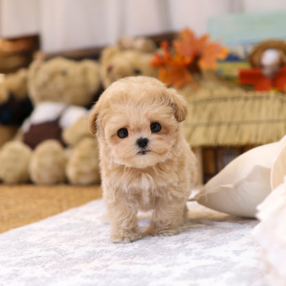 Maltipoo - Geobong (Female) $2800