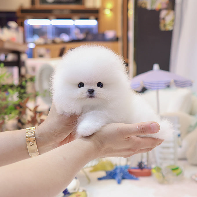 Pomeranian - Hayang (Male)