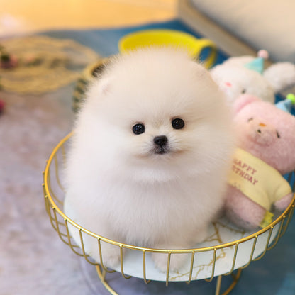 Pomeranian - Yeondu (Male) $2200