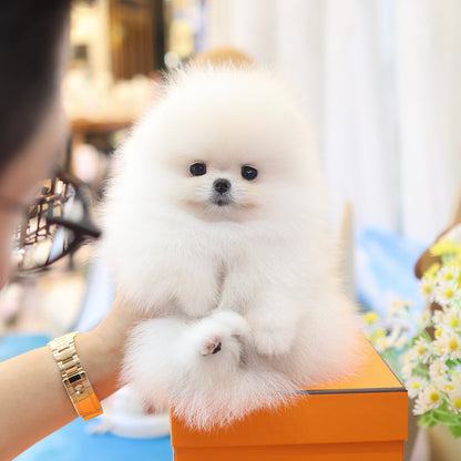 Pomeranian - Dubu (Female)