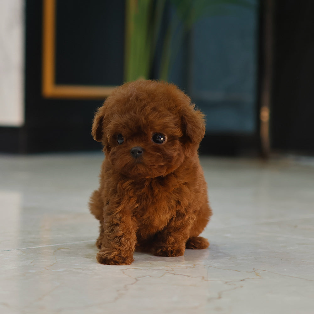 Poodle - Jjojjo (Female) $6300