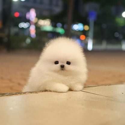 Pomeranian - Yuyu (Female) $5200