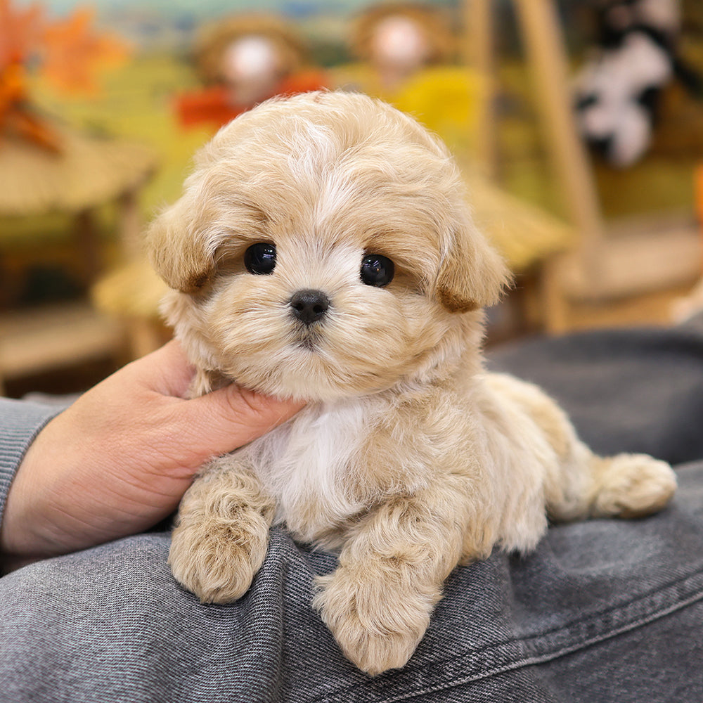 Maltipoo - Mumu (Male) $3000
