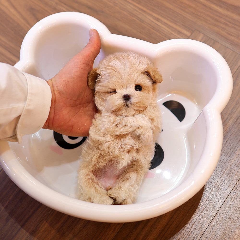 Maltipoo - Ttotto (Female) $3400