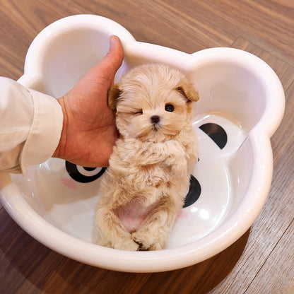 Maltipoo - Ttotto (Female) $3400