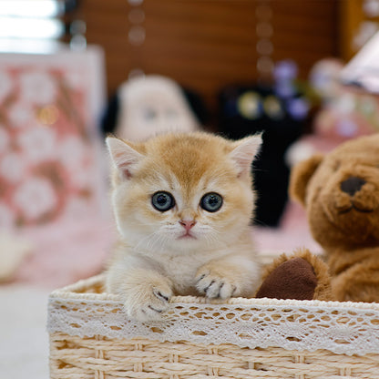 Munchkin - Yaong (Female)