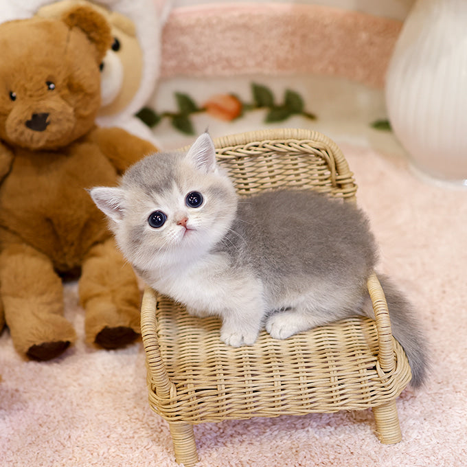 Munchkin - Rusi (Male)