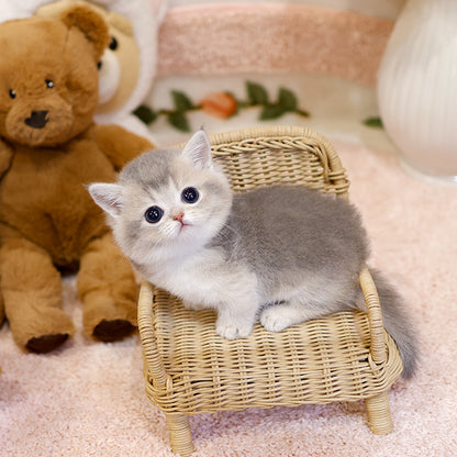 Munchkin - Rusi (Male)