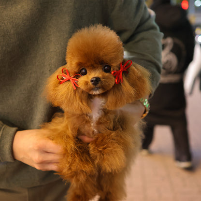 poodle - Darong (Male) $3400