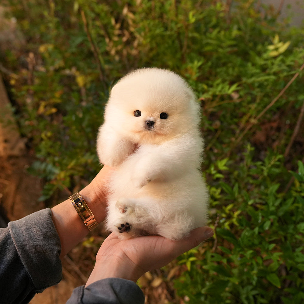 Pomeranian - Pposong (Male) $2400