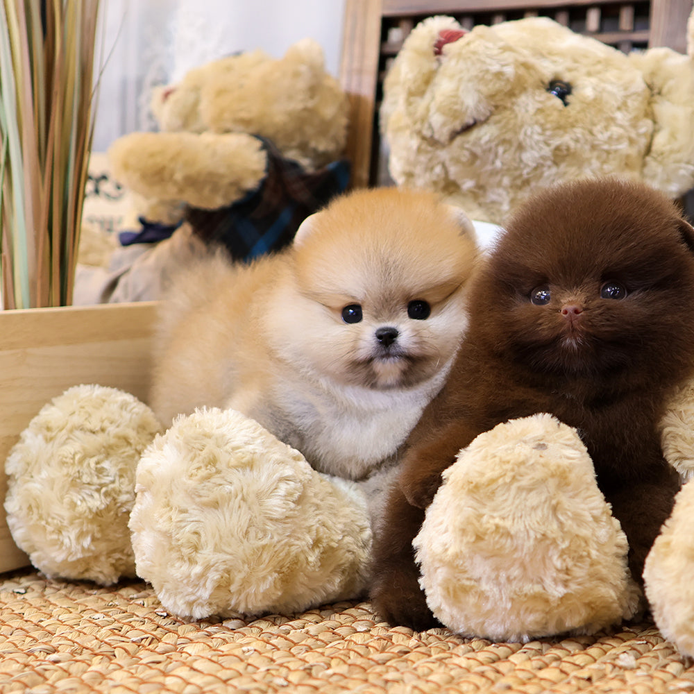 Pomeranian - Kawa (Male) $4000