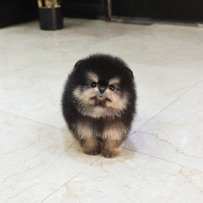 Pomeranian - Daseu (Male) $4700