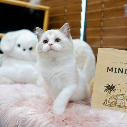 Ragdoll - Gomdol (Male)