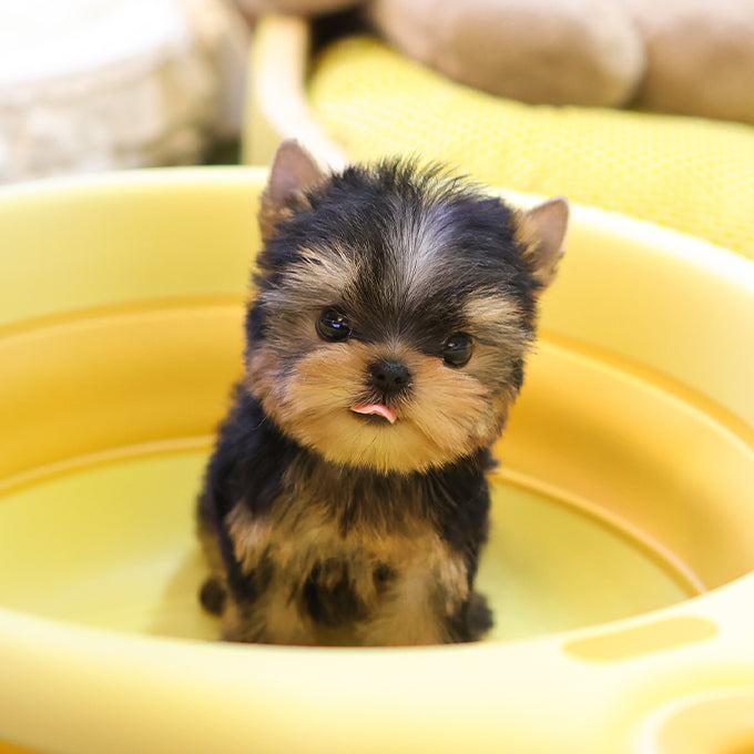 Yorkshire Terrier - Daege (Female)