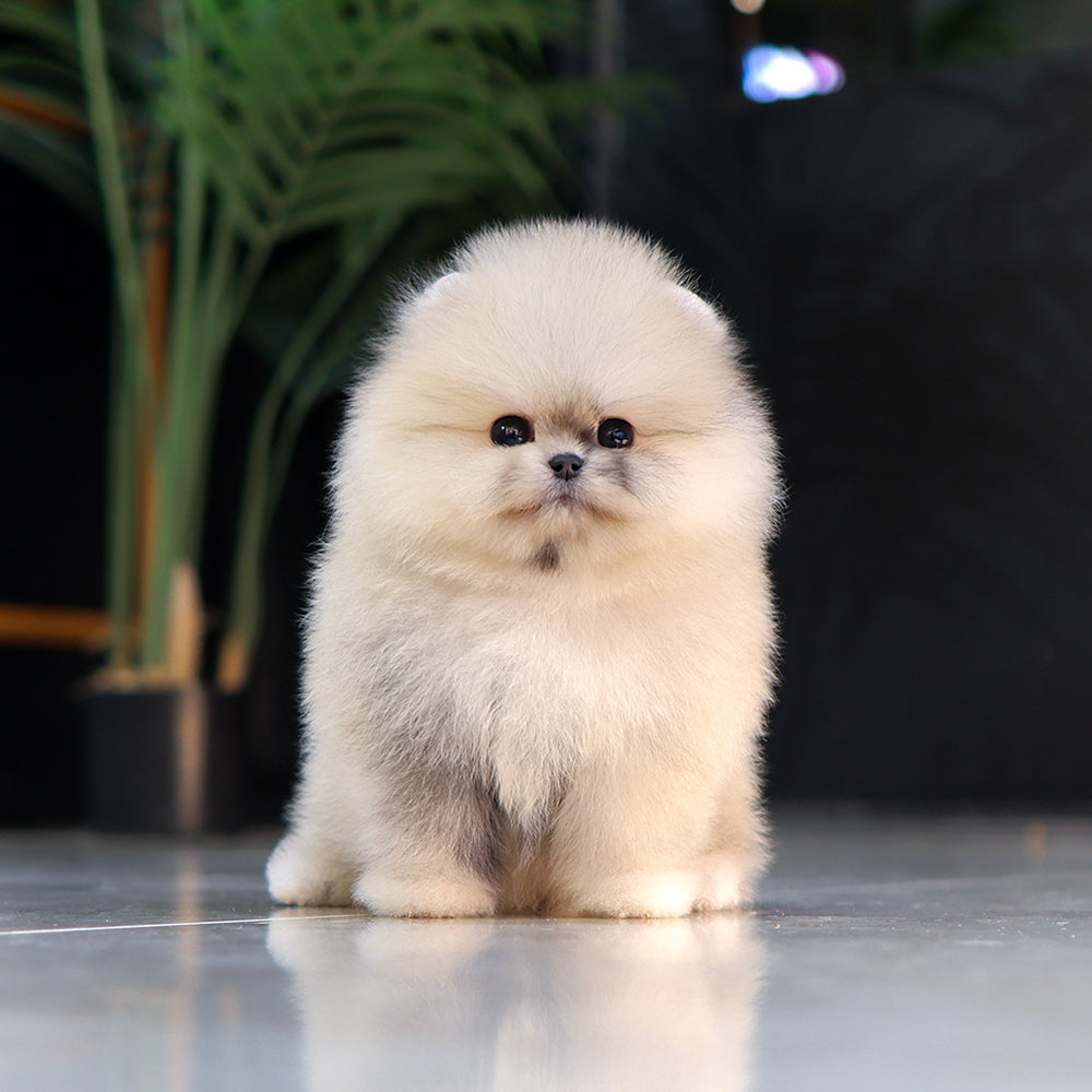 Pomeranian - Ppuni (Female) $5200