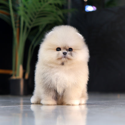 Pomeranian - Ppuni (Female) $5200