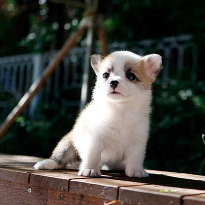 Welsh Corgi - Bachip (Female)