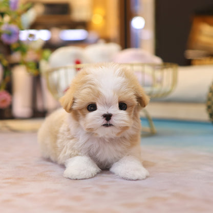 Maltipoo - Kkuna (Female) $6200