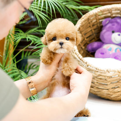 Poodle - Popo (Female)