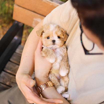 Maltipoo - Dallok (Male) $2600